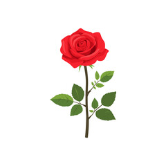 Classic Red Rose Vector Illustration for Love