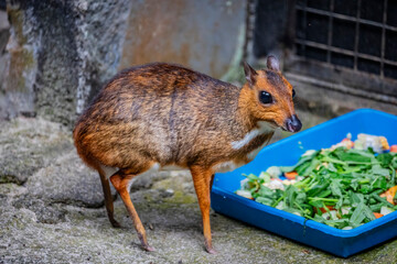 The Java mouse-deer (Tragulus javanicus) is a small, shy mammal found in Southeast Asia,...