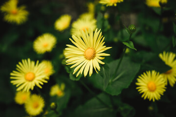 yellow flowers close-up