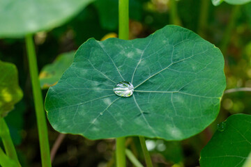 Tropaeolum majus drop