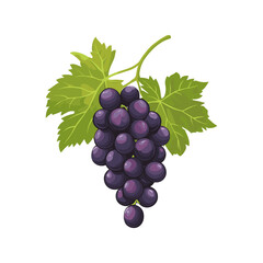 Fototapeta premium Grape Bunch Vector with Green Leaves - Fresh Fruit Illustration