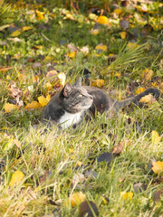Cat laying outdoors in the autumn sun