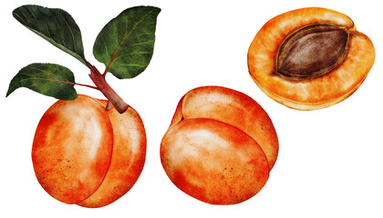 Apricot watercolor set. Juicy realistic set hand drawing of ripe fruit. Clip art on isolated white background. Ideal for logo, tags, stickers for natural food and cosmetics stores