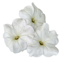 a group of white petunia flowers isolated from the background
