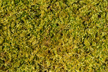 green moss background texture in sunny day light