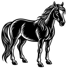 Horse on White Background