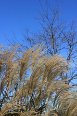 Fototapeta premium grass and sky