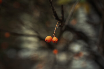 rowanberries
