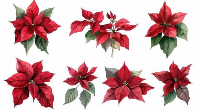 Christmas poinsettia watercolor clipart collection floral design holiday artwork nature scene artistic viewpoint botanical concept