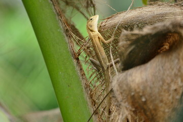 lizard in tree