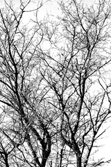 tree branches on a white background