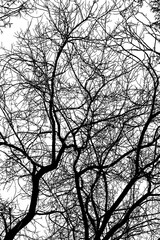 tree branches on a white background