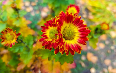 Autumn flowers of chrysanthemum.
Chrysanthemums are autumn flowers. Used in landscape design.
