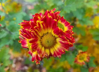 Autumn flowers of chrysanthemum.
Chrysanthemums are autumn flowers. Used in landscape design.
