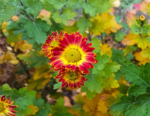 Autumn flowers of chrysanthemum.
Chrysanthemums are autumn flowers. Used in landscape design.
