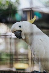 cockatoo behind the bars of the cage