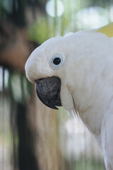 close up White Cockatoo in Its Cage
