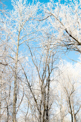 Trees in hoarfrost in the winter against the sky