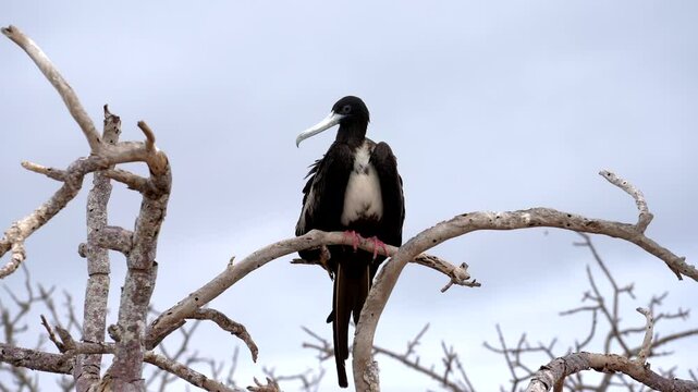 Magnificent frigatebird perched on a branch, preening and rearranging its feathers in a tropical environment