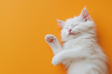 Fluffy white cat sleeping on vibrant yellow background