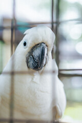 cockatoo behind the bars of the cage
