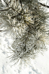 Pine tree with hoarfrost in winter forest . Beautiful winter landscape