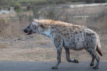 Hyena with tattered ears walking down the road
