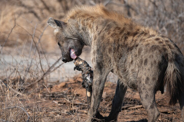 Spotted hyena chewing on a venison leg that has been burnt in a recent wildfire