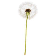 A dandelion isolated on transparent background 