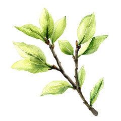 Fototapeta premium Hand-Drawn Green Leafy Branch with Fresh Leaves Perfect for Nature-Inspired Projects, Botanical Illustrations, and Eco-Friendly Designs