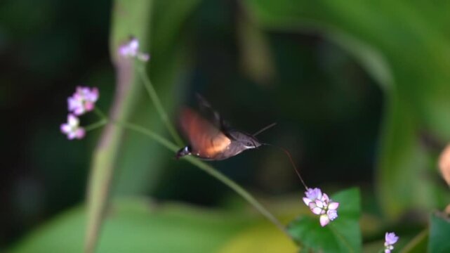Hawk moth (Sphingidae) hovering in slow motion 
sucking nectar from flowers in mid air close up, Izu peninsula, Japan,2024
