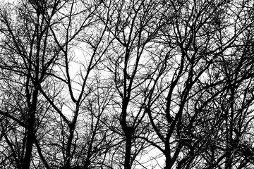 tree branches on a white background