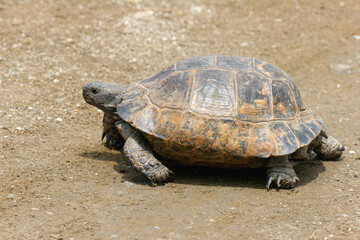 Fototapeta premium mediterranian turtle, turtle, reptiles, steppe turtle, gray, earth, animals