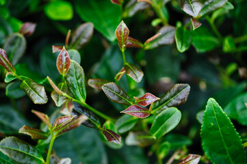 Green tea trees in spring mountains