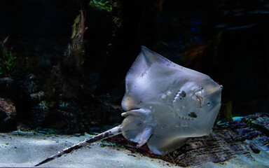 Marine electric stingray fish and sandy seabed