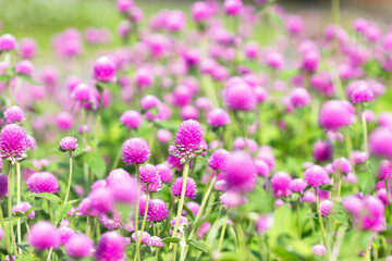 Globe Amaranth flower