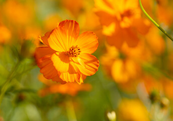 Beautiful cosmos flowers swaying in a garden
