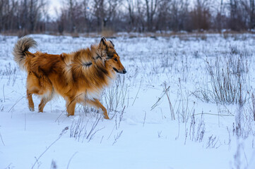dog running in snow