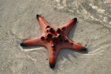 starfish at the beach