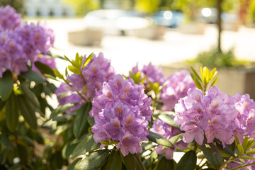 Obraz premium Pink and Mauve Blooming Rhododendron Flower outdoors. Nature background