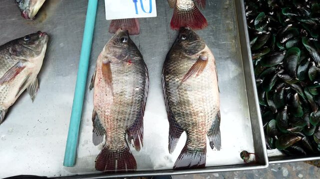 Fresh tilapia fish are gasping for air while lying on a metal tray, waiting to be sold to restaurant owners or fishmongers