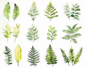 Delicate Watercolor Fern Leaves Painted on Clean White Background