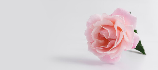 Closeup of head of pink rose and green leaf on the white background