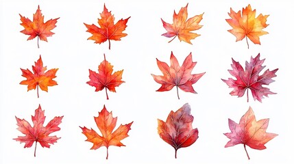 Vibrant Watercolor Maple Leaf Gradient Arrangement on White Background