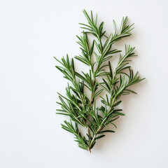 Fototapeta premium Fresh Rosemary Herb Sprigs on White Background, Aromatic Culinary Herb for Cooking, Natural Medicine, and Aromatherapy, Isolated Close-Up of Organic Rosemary