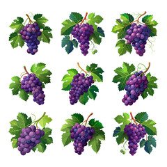 Grapes on the Vine Showcasing Lush Clusters and Green Leaves