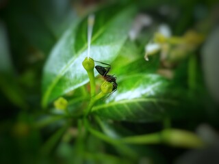 PMN 03 Macro photography of various kinds of flowers, plants, insects, small animals and liquid and solid objects that exist around me in my life.