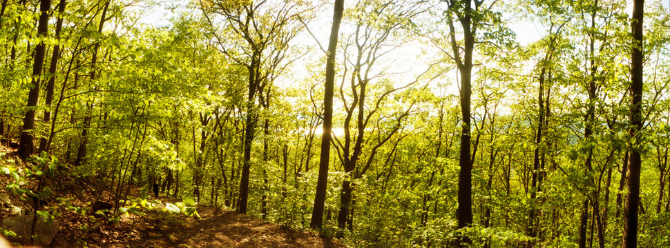 Trail through the woods in Beacon, Hudson Valley, New York State, United States