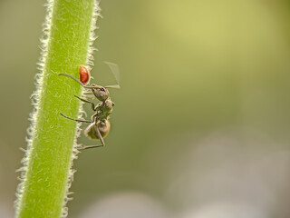 Macro photography of an insect, black ant , climbing a green, textured stem with a soft-focus background in natural green tones