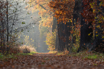 Piękny jesienny krajobraz w lesie, Goczałkowice, Śląsk. © Elżbieta Kaps